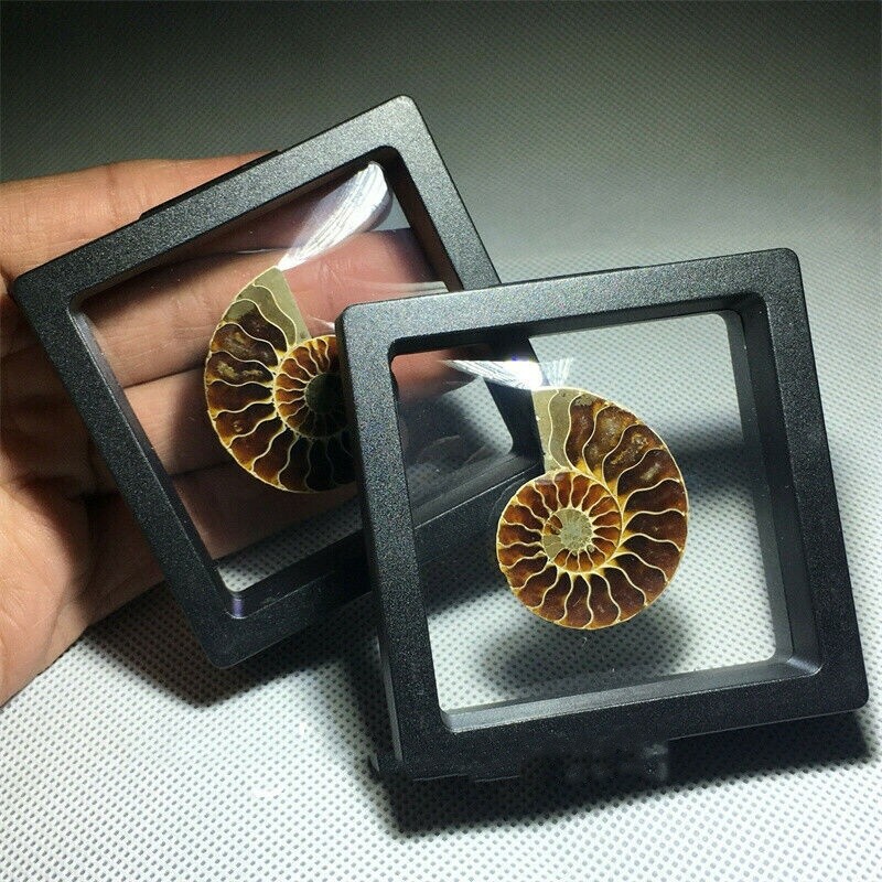 Natural Ammonite Fossil Shell Conch Specimen Crystal Healing Display Box 1pc