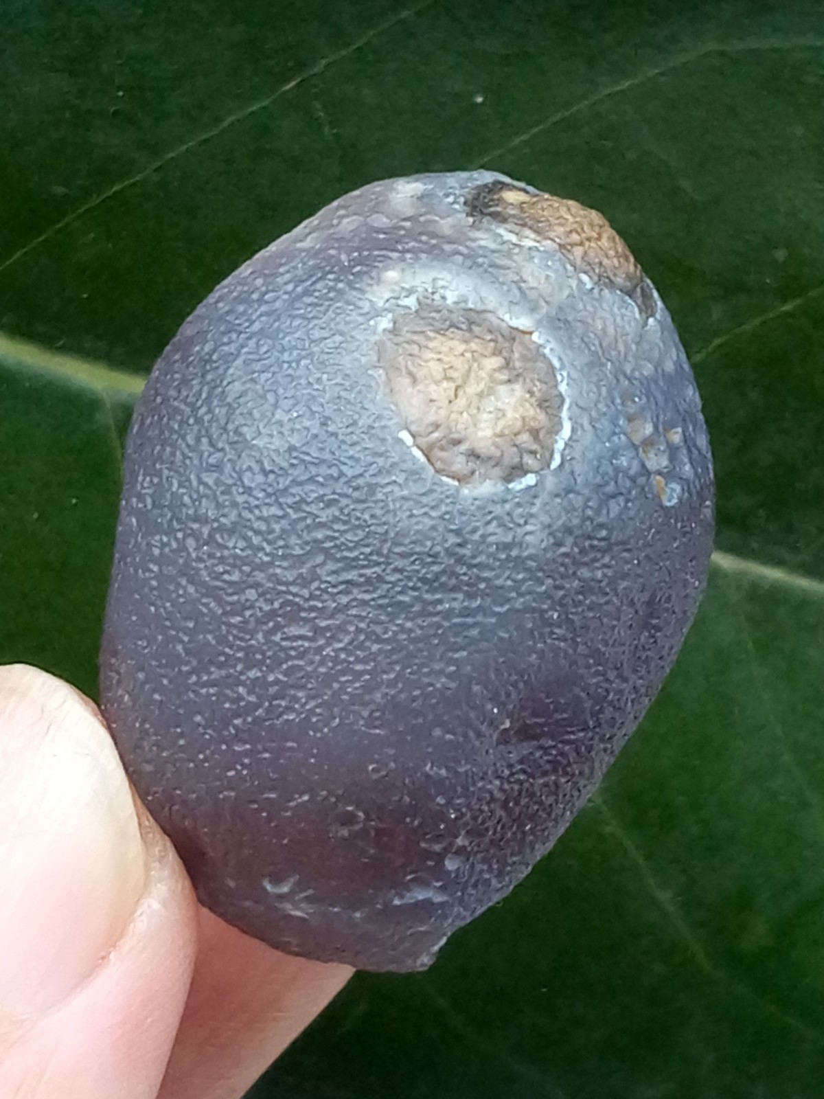 36mm Beautiful Natural Gobi agate eye agate collection