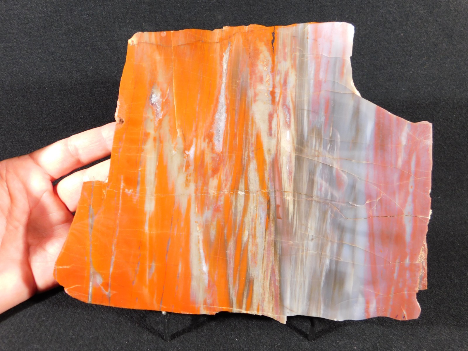 Big! Colorful Polished Petrified WOOD RAINBOW Fossil Slab Arizona 1393gr