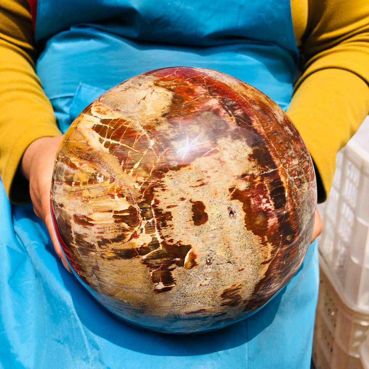 16.1LB Rare Natural Petrified Wood Ball Crystal Quartz Mineral Healing 4708