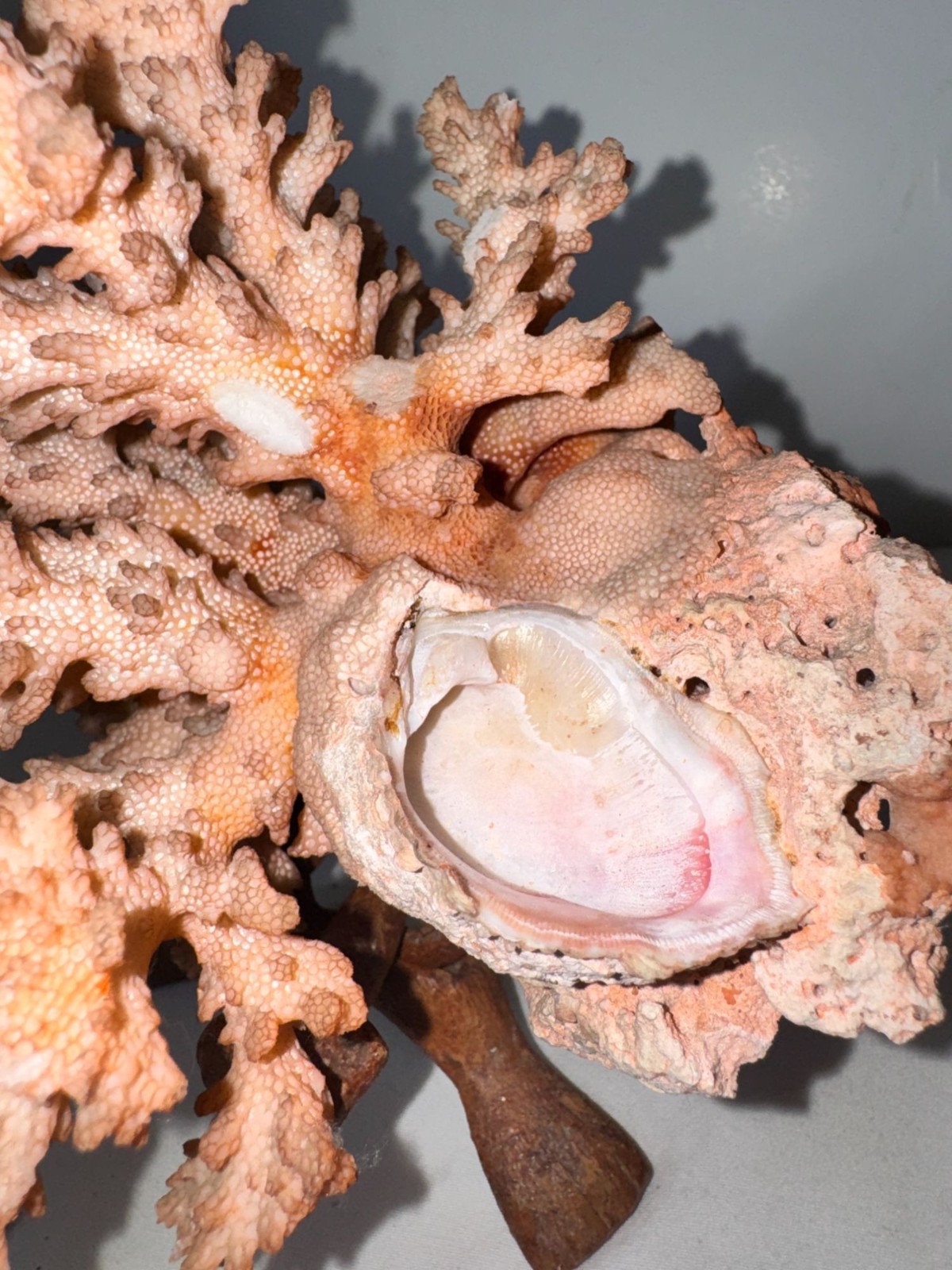 Large Pink Coral Specimen On Foldable Wooden Stand 9.5 Inches