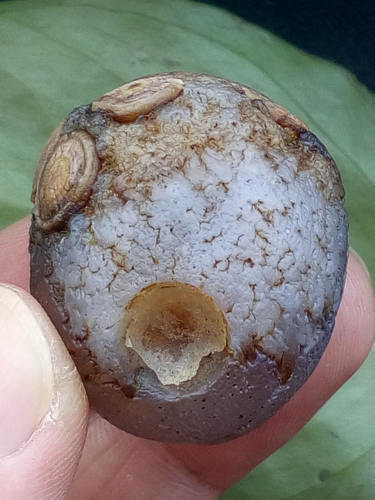 36mm Natural Gobi Agate eye agate stone collection