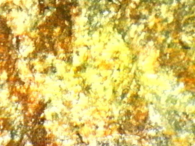 Platinum and Gold Ore Specimen/ Black Hills South Dakota