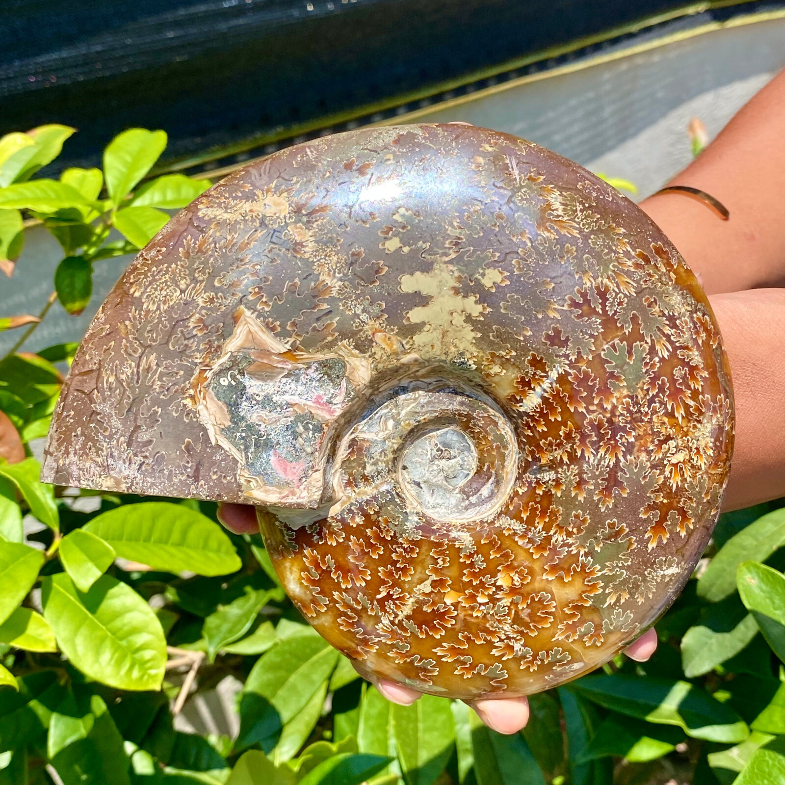 2.51LB Precious ammonite fossil shell specimen opaque yoga meditation energy