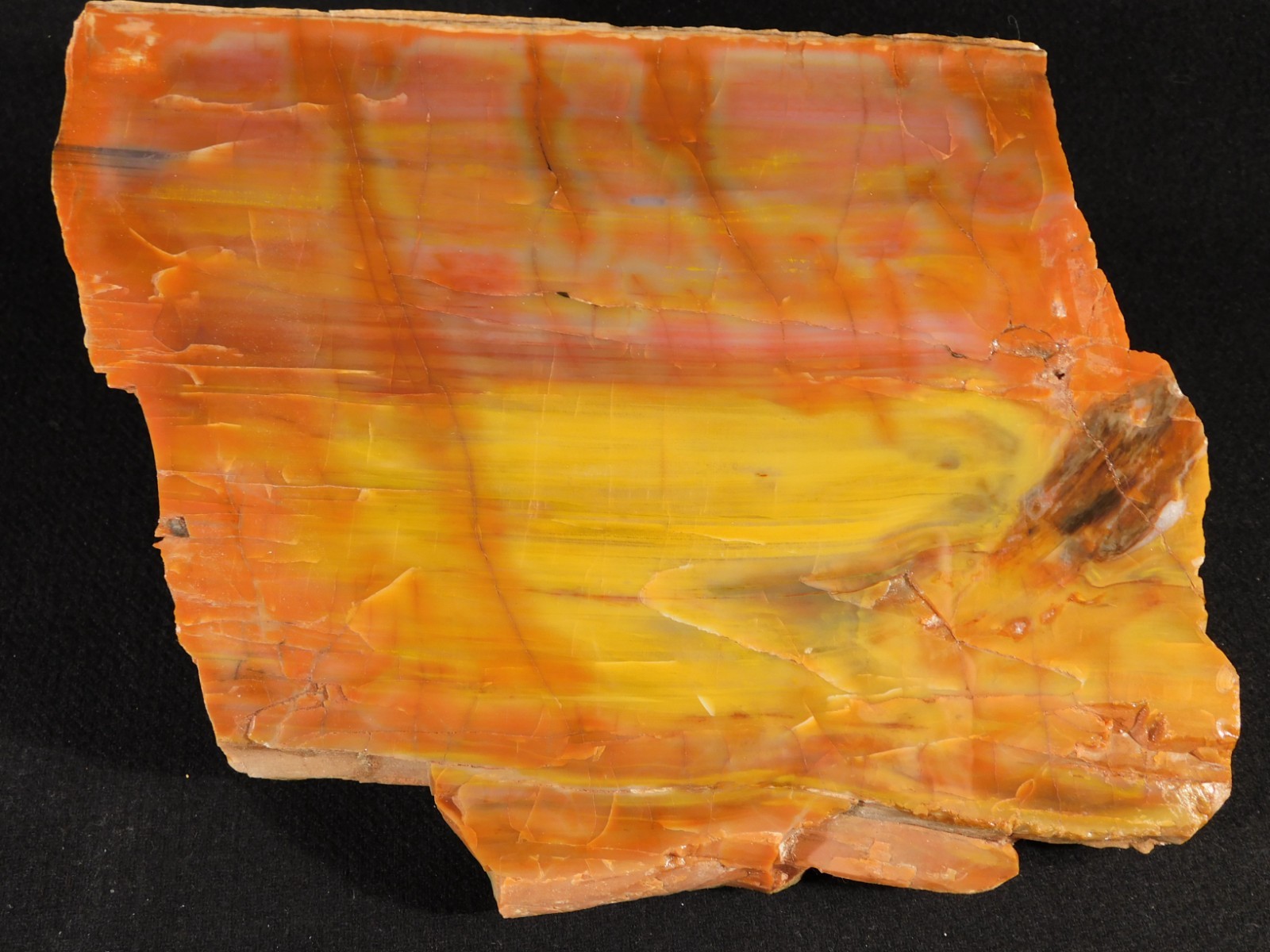 Nice BARK! Big Polished Petrified RAINBOW WOOD Fossil Arizona 2595gr