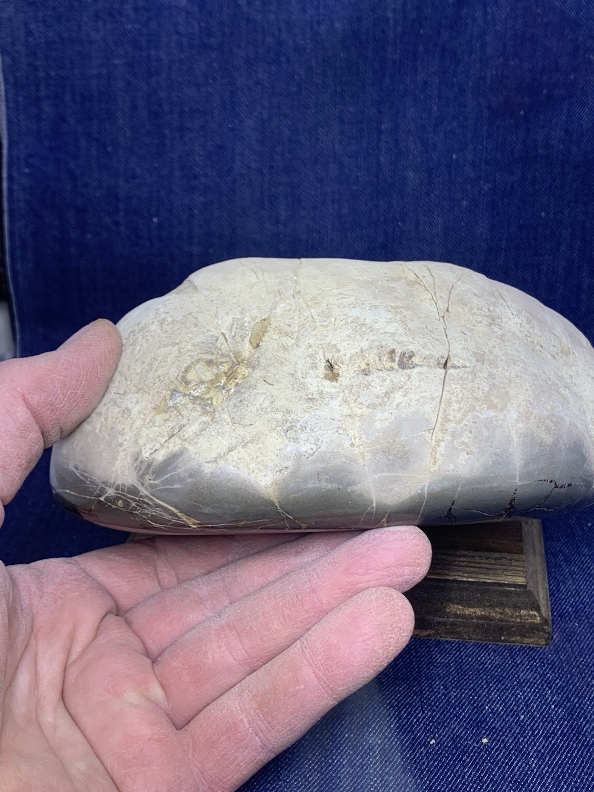 Septarian Nodule Dragon Stone Hollow Half ( Utah) Description Card, And Stand