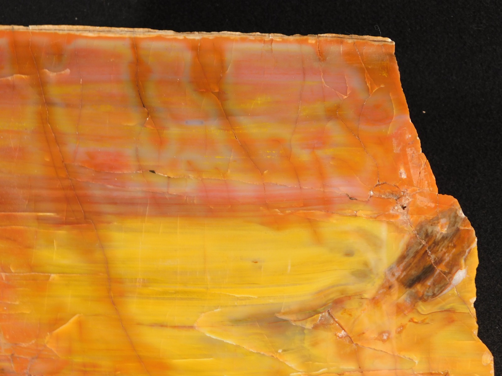 Nice BARK! Big Polished Petrified RAINBOW WOOD Fossil Arizona 2595gr