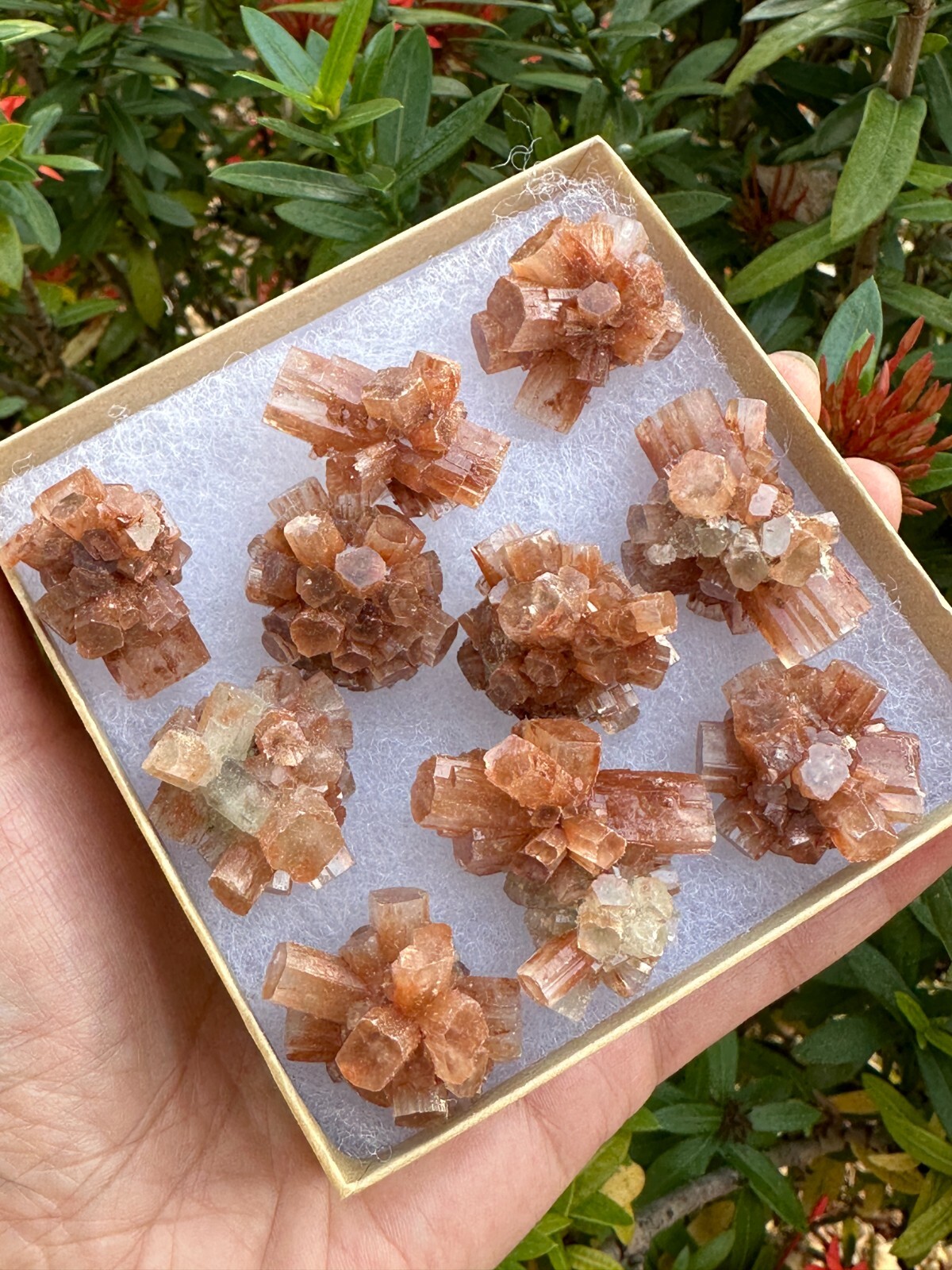 7-10 pcs Box Aragonite Clusters Collection,Grade A++ Mini Aragonite Star Crystal