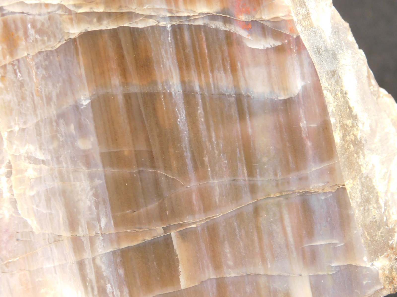 Larger 210 Million Year Old! Polished Petrified WOOD Fossil Slab Arizona 925gr
