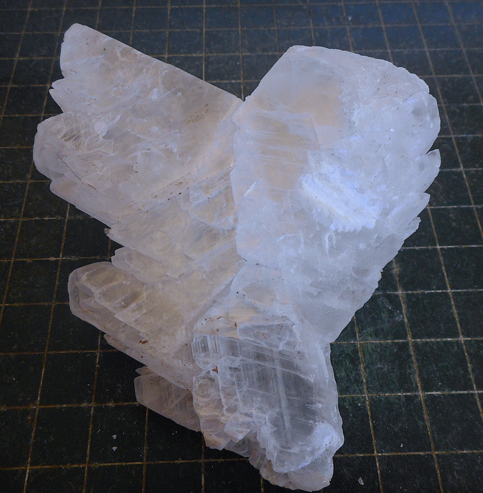 Fish Tail Selenite. Natural. Gypsum Specimen. 6.5″ (165mm). 1 pound 6 ounces
