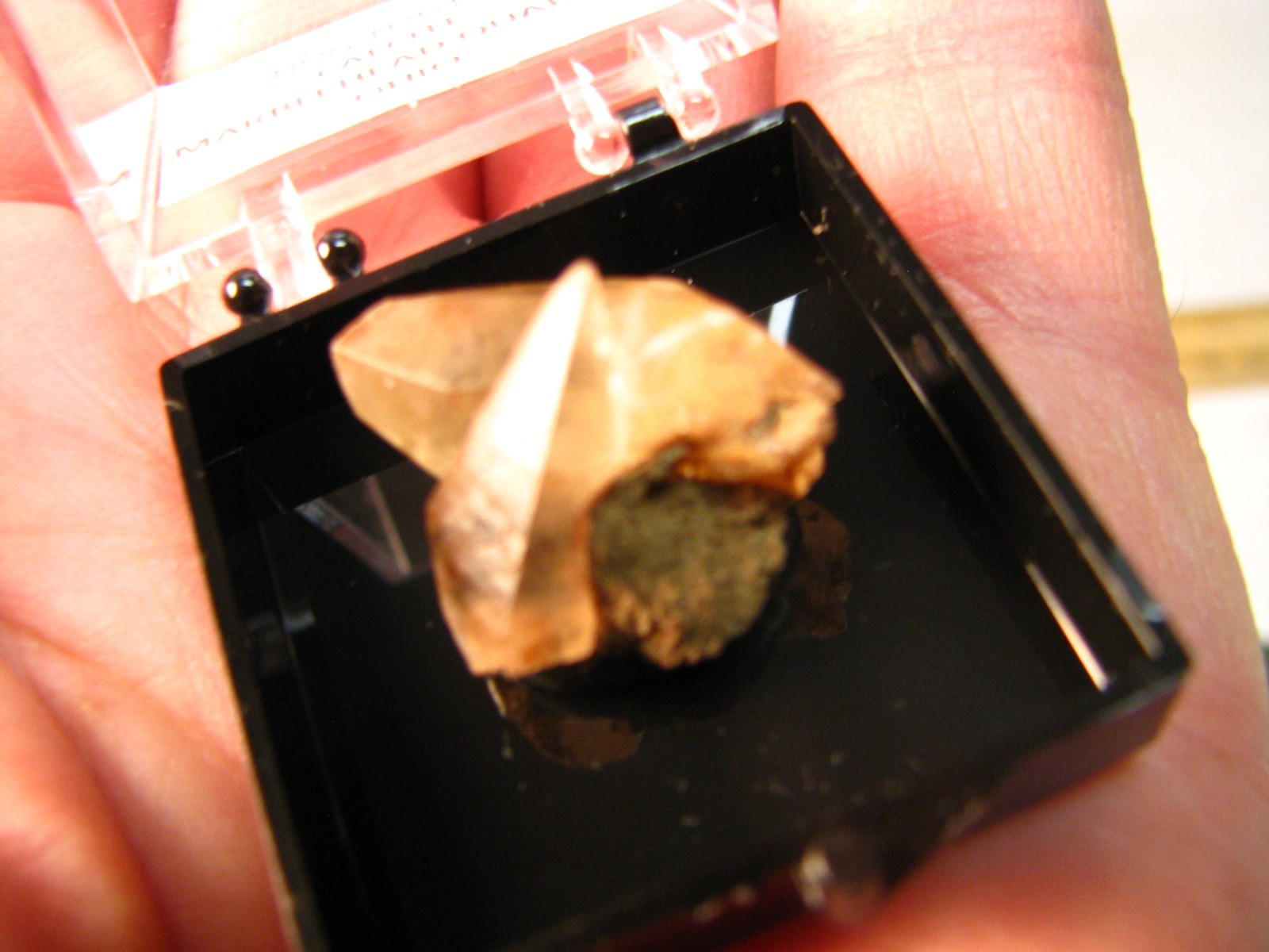 GOLDEN DOGTOOTH CALCITE CRYSTALS THUMBNAIL IN CASE MARBLEHEAD QUARRY OHIO #037