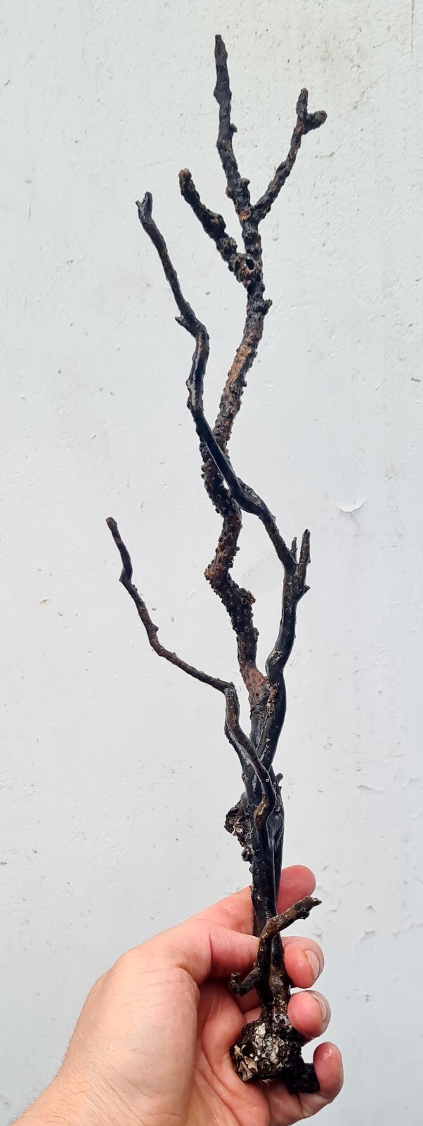 41cms GOLDEN BLACK CORAL PERU NATURAL BRANCH SEA GENUINE VB01