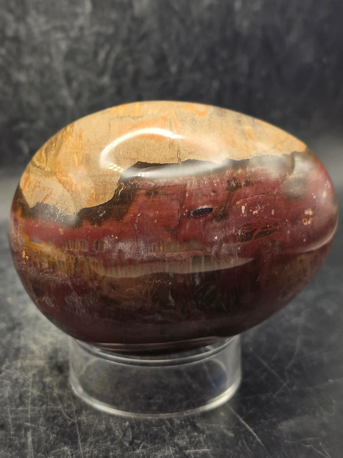 Petrified wood egg! 15 ounces, 3.1 inches tall, 2.4 inches wide!