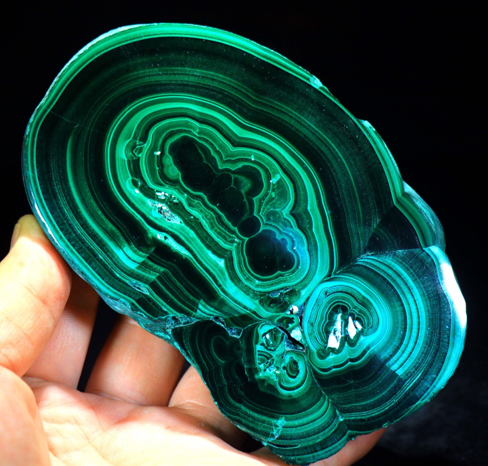 1 lb 12 oz 5.25″ Top Quality Polished Bull’s Eye Malachite Slice, Congo! M716