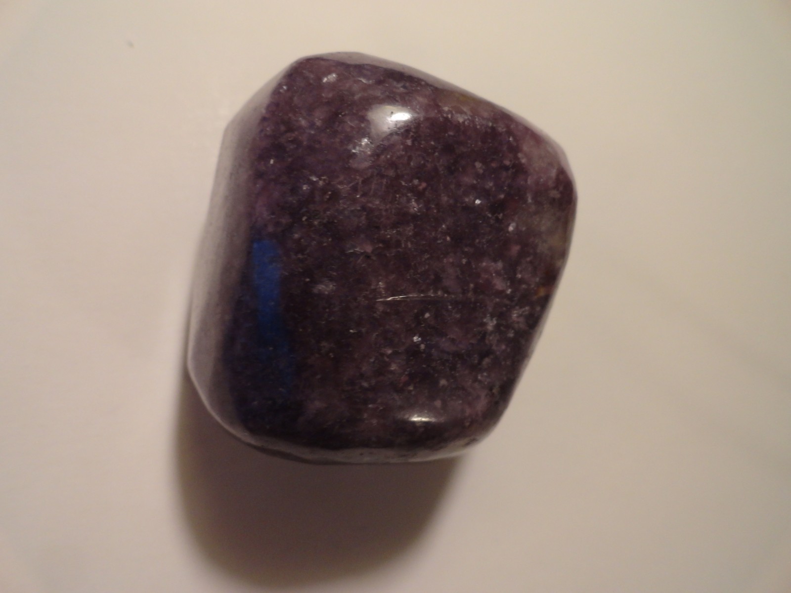 Polished Palm Stone lot