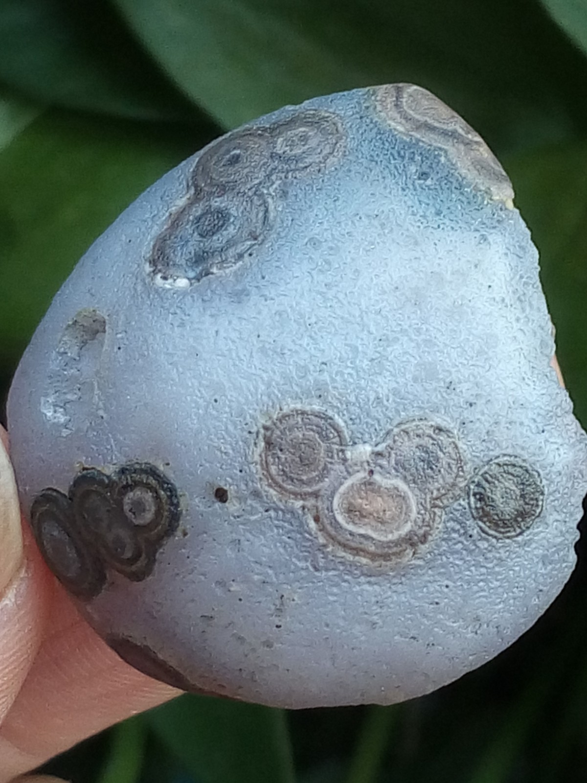 36mm Natural GoBi agate eye agate stone collection