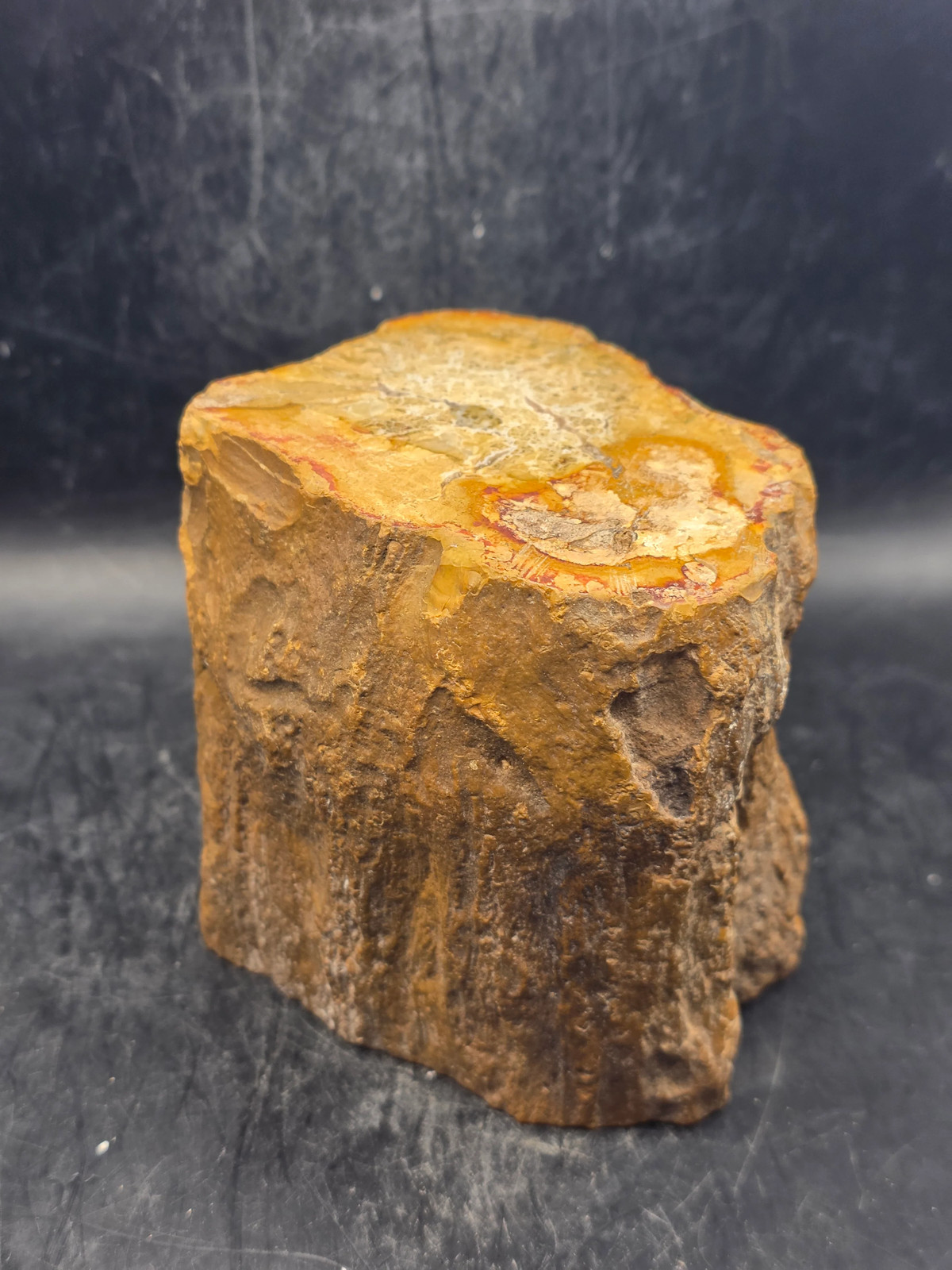 Petrified wood trunk! 1.15 pounds, 3.3 inches tall 3.3 inches wide