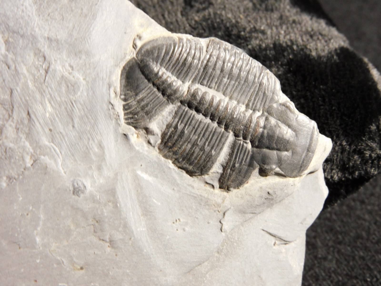 TRILOBITE Fossil with an Anomalocaris BITE! From Cambrian Utah 147 *C