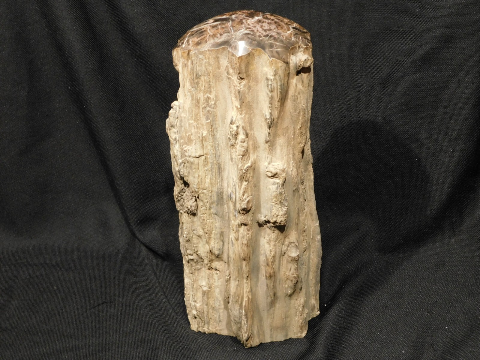 wOw! HUGE Dome Polished Petrified WOOD ROLLER Fossil Free Standing Arizona