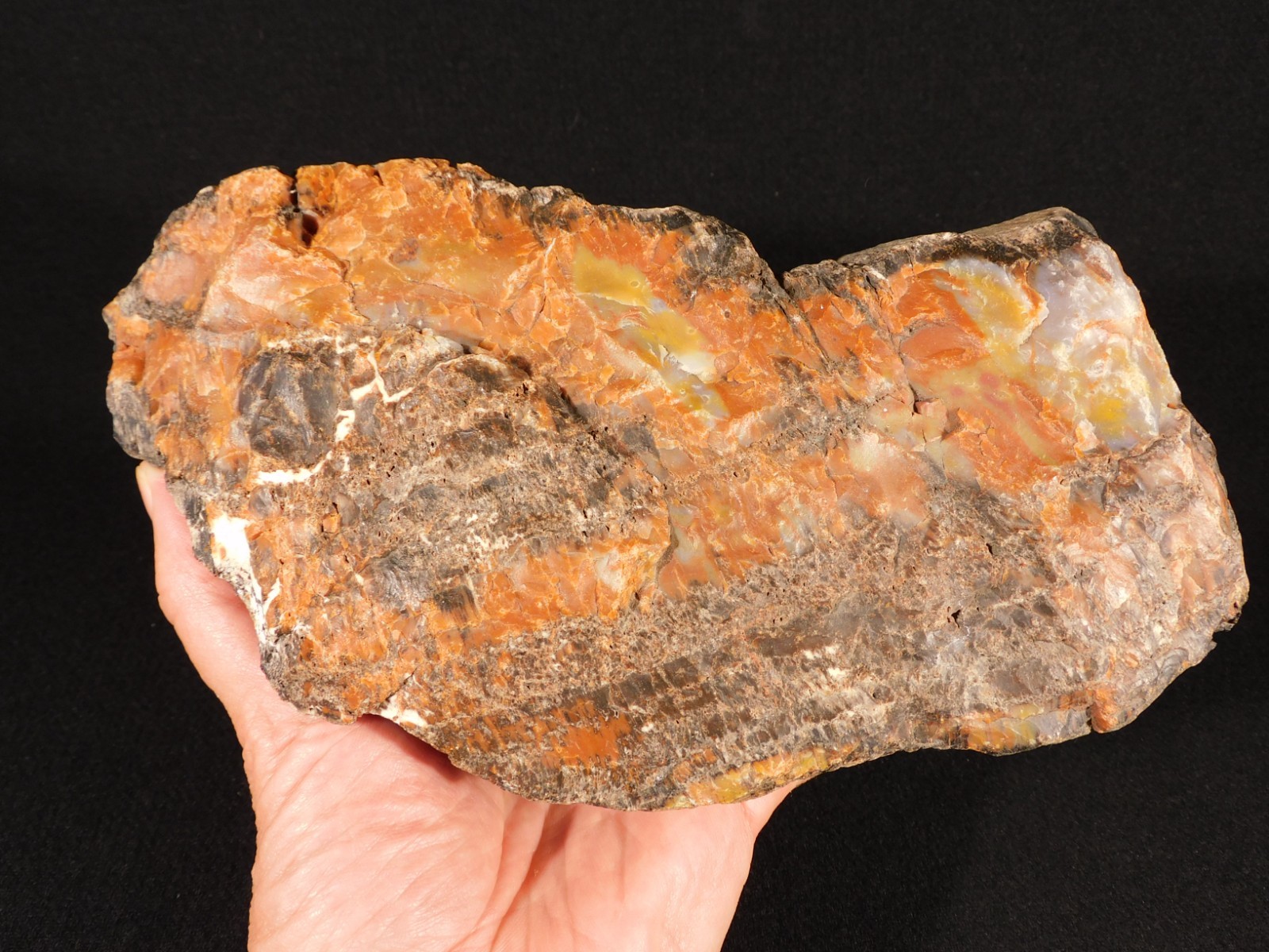 BIG! Highly Agatized Petrified WOOD Fossil From Triassic Arizona 3583gr