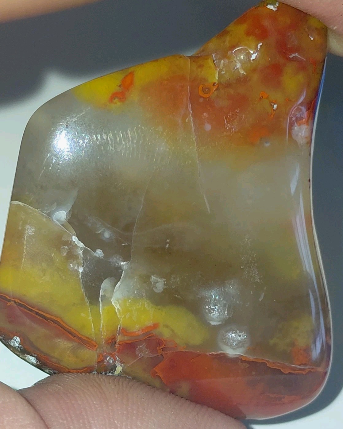Polished Yellow Cat UV+ Agatized Petrified Wood Limb Cast Mineralization @ Depth