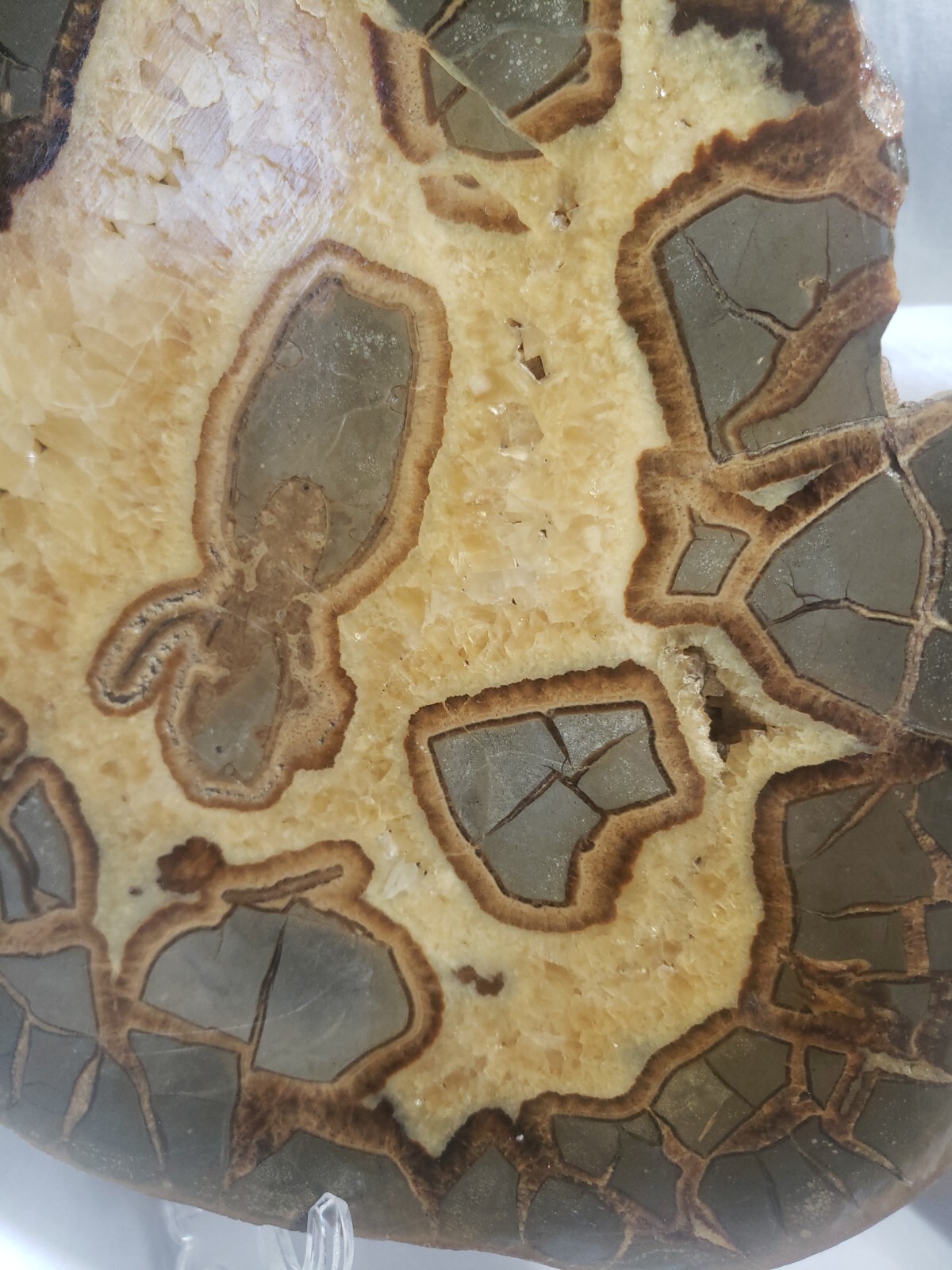 Large Septarian Nodule Specimen from Utah 10″x9″ 3 pounds 13 ounces (1708g)