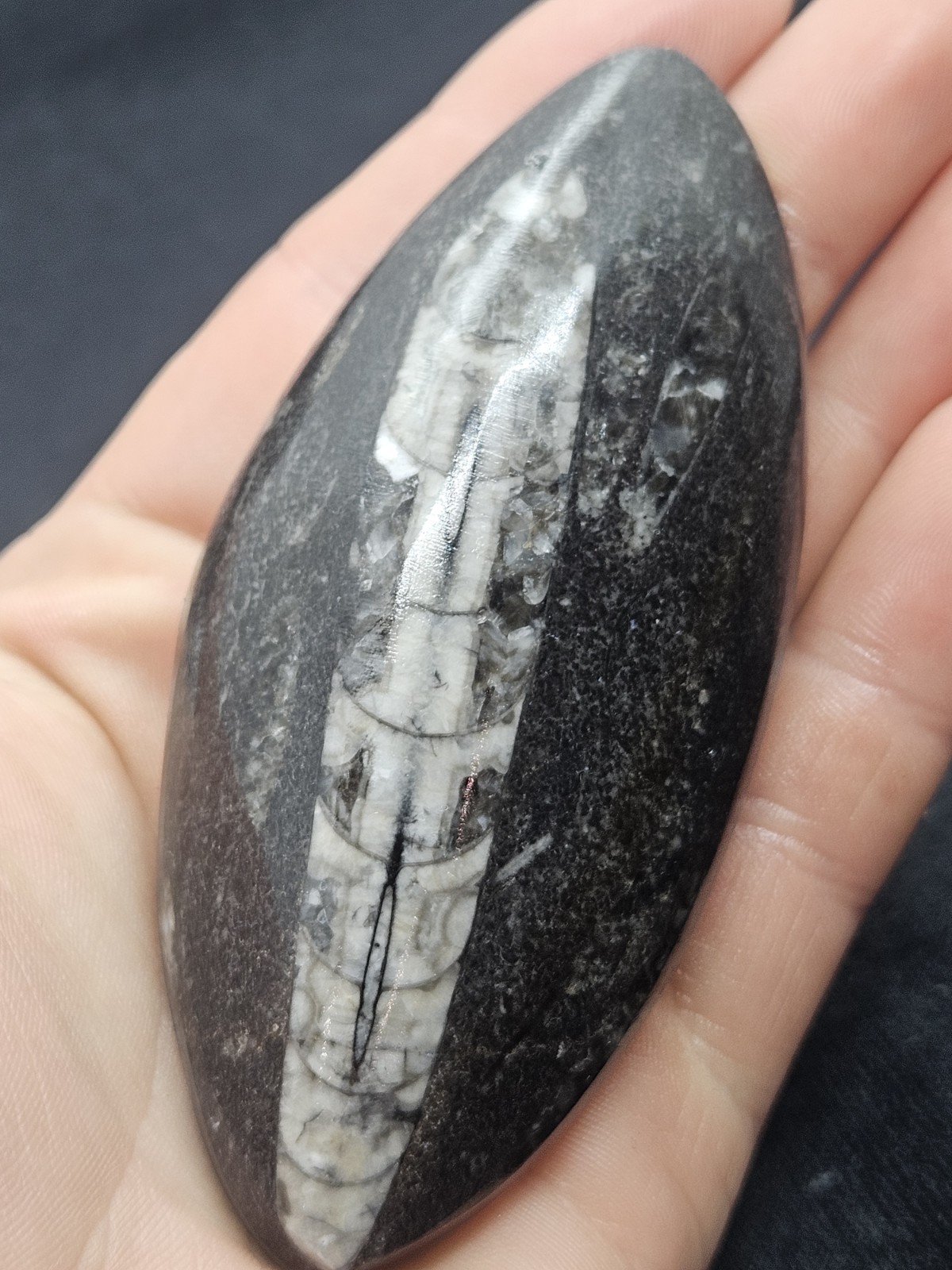 Polished Orthoceras Fossil Palm Stone – Morocco – Devonian Era Cephalopod