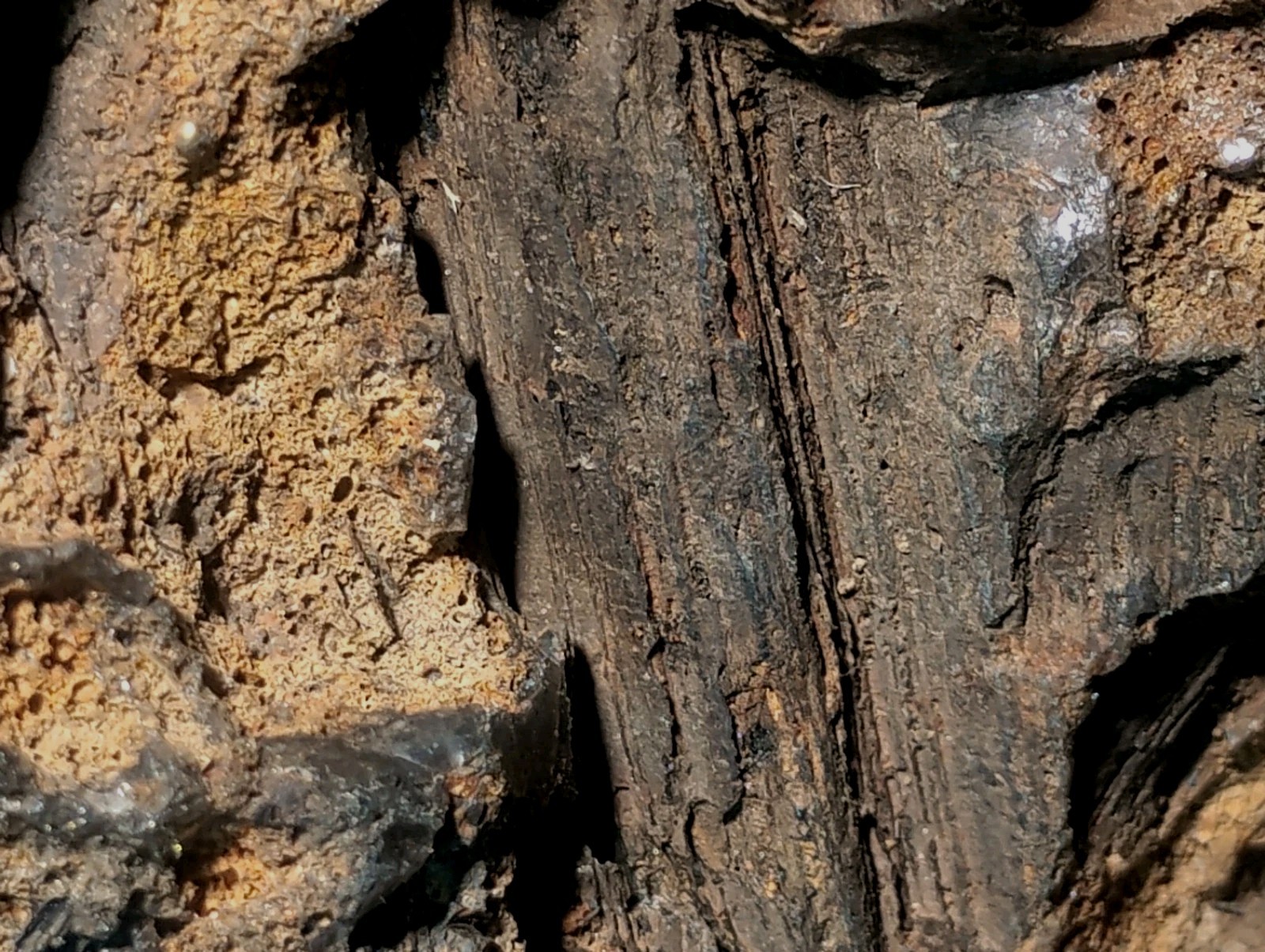 8″ Rare Missouri Iron-Aged Fossil Wood in Smoky Chalcedony – Knob Creek