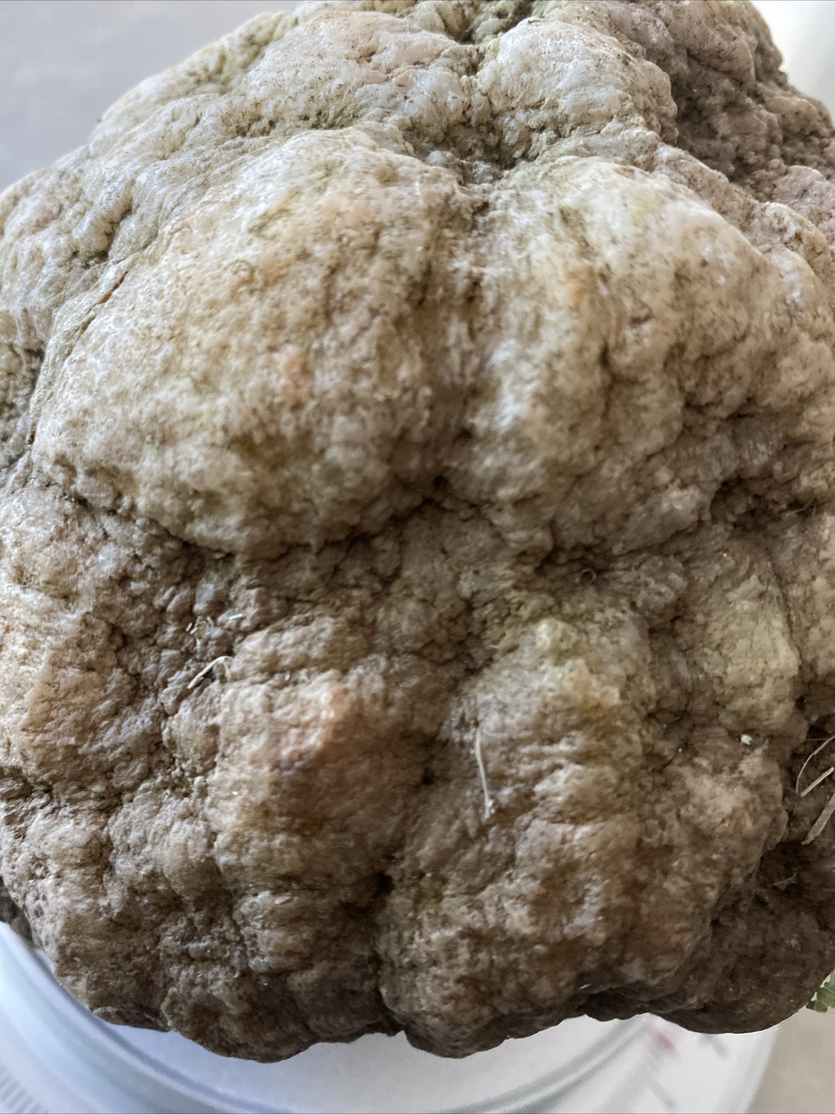 8 LBS + Whole GEODES AGATES NODULES Lapidary Uncut Semi to Solid Whole Quatz