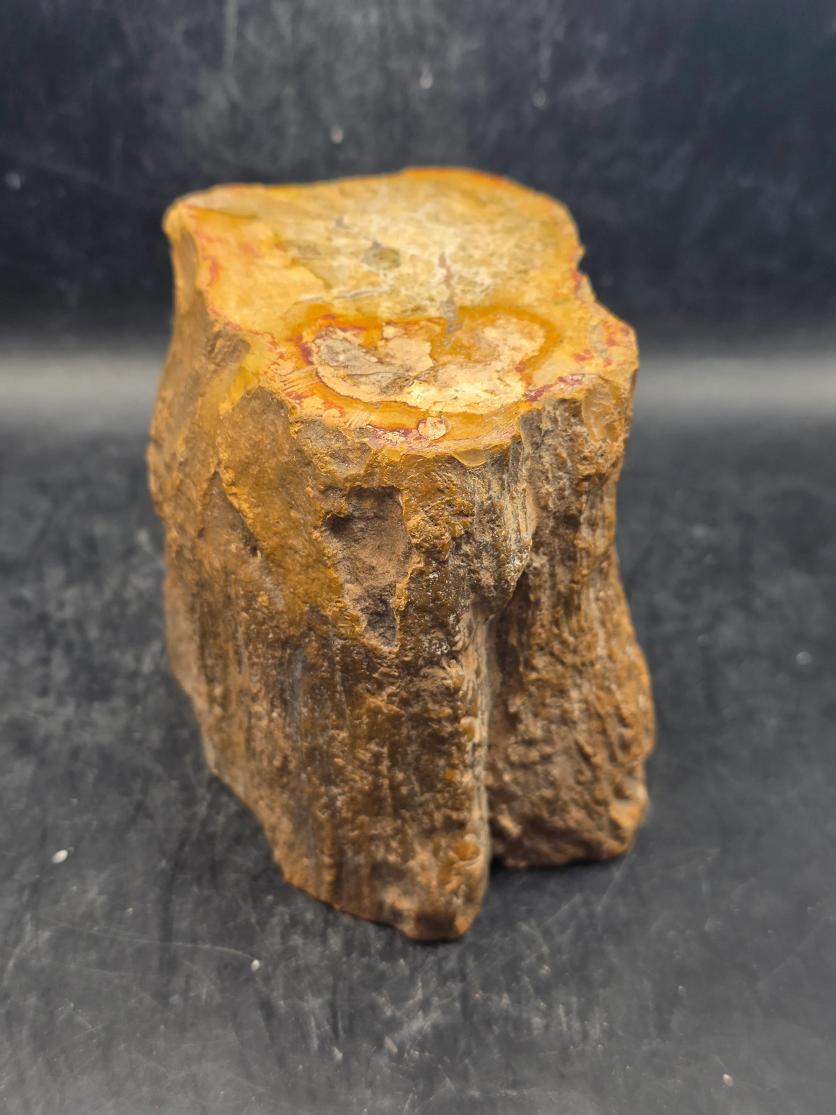 Petrified wood trunk! 1.15 pounds, 3.3 inches tall 3.3 inches wide