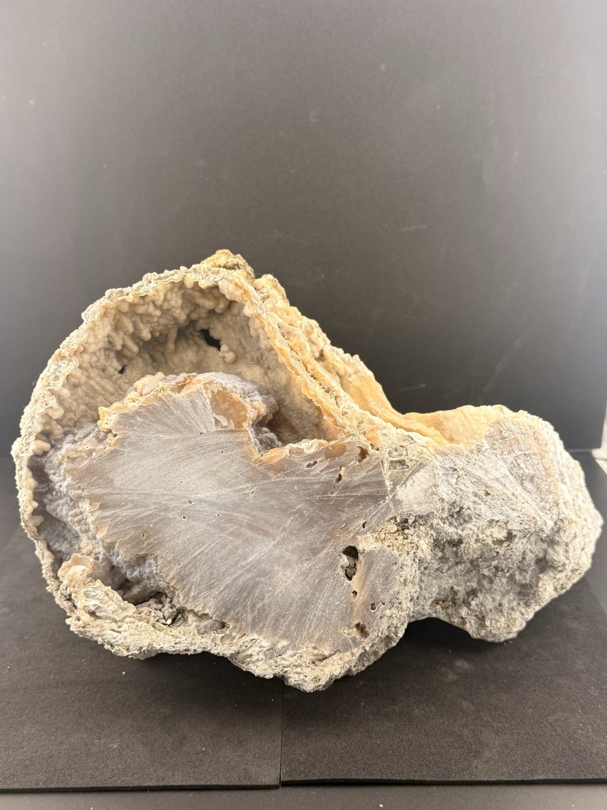 Large Natural Self Collected Florida Advertised Coral Natural Specimen