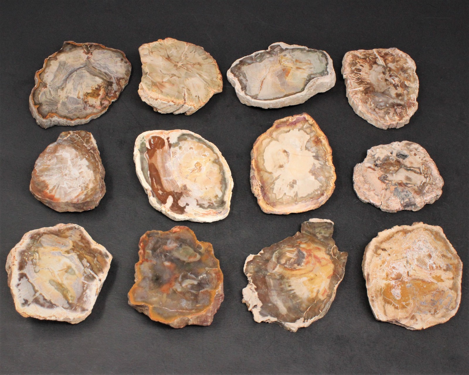 LARGE Petrified Wood Slabs 3.5 – 6″ (Fossilized Wood, Polished Petrified Wood)