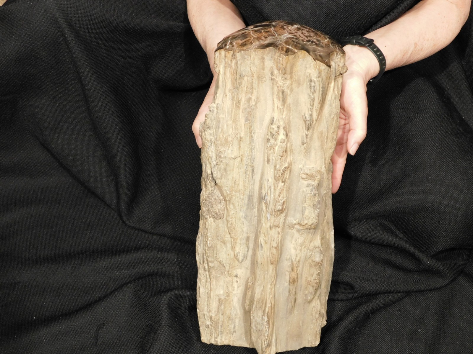 wOw! HUGE Dome Polished Petrified WOOD ROLLER Fossil Free Standing Arizona
