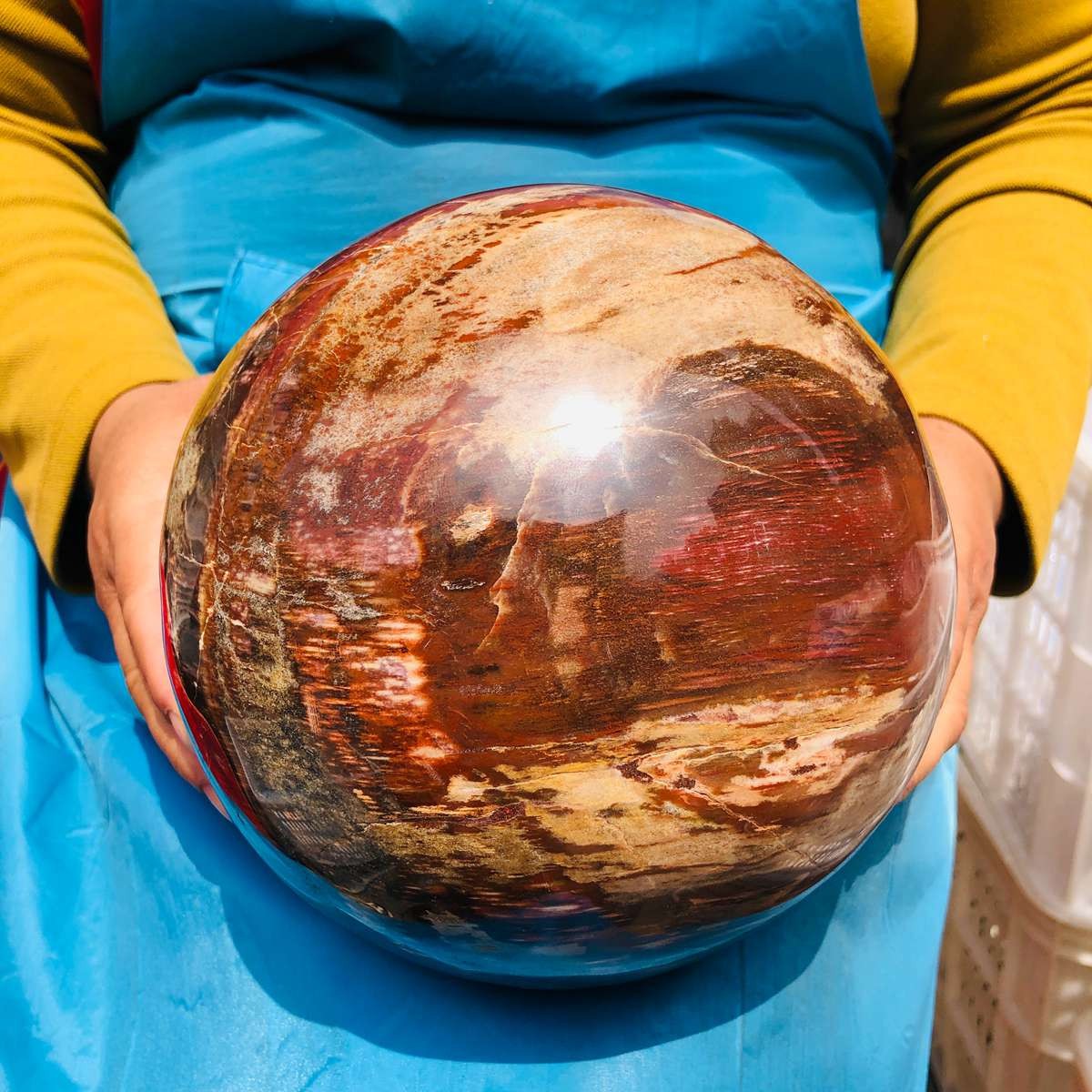 16.1LB Rare Natural Petrified Wood Ball Crystal Quartz Mineral Healing 4708