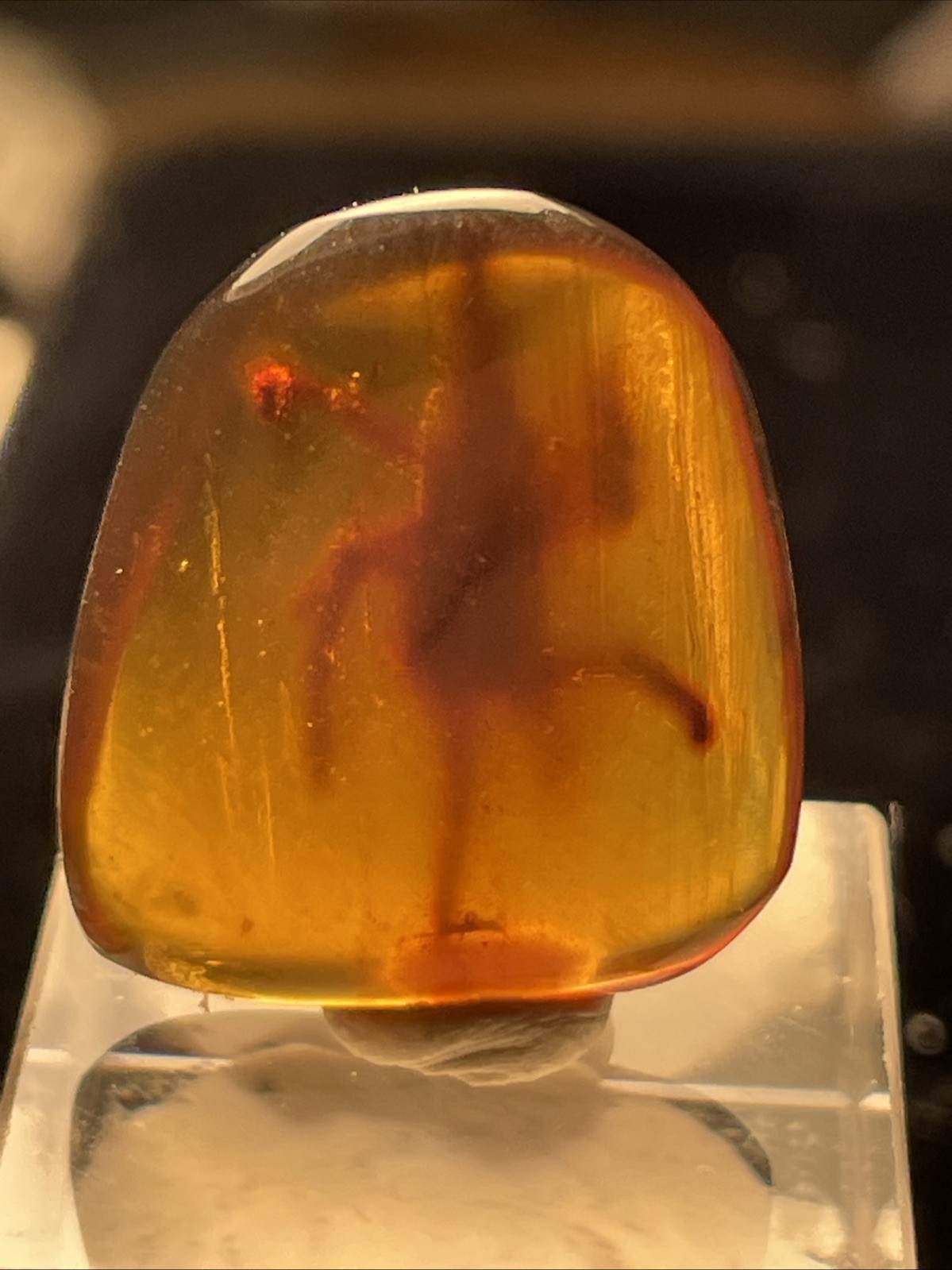 UNIQUE FOSSILIZED SPIDER IN AMBER FROM MYANMAR
