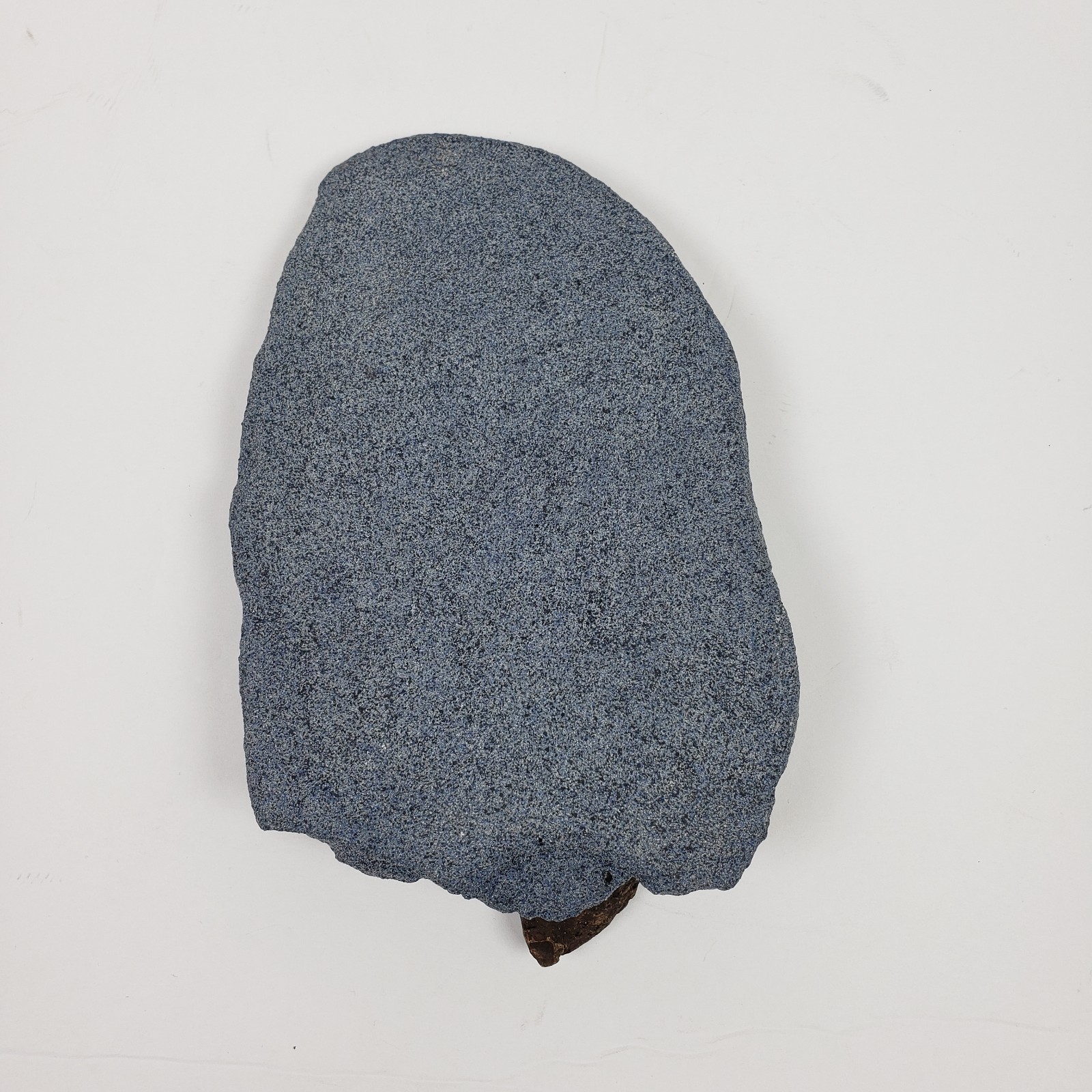 Unbranded Home Decor Copy Of a Fossilized Claw