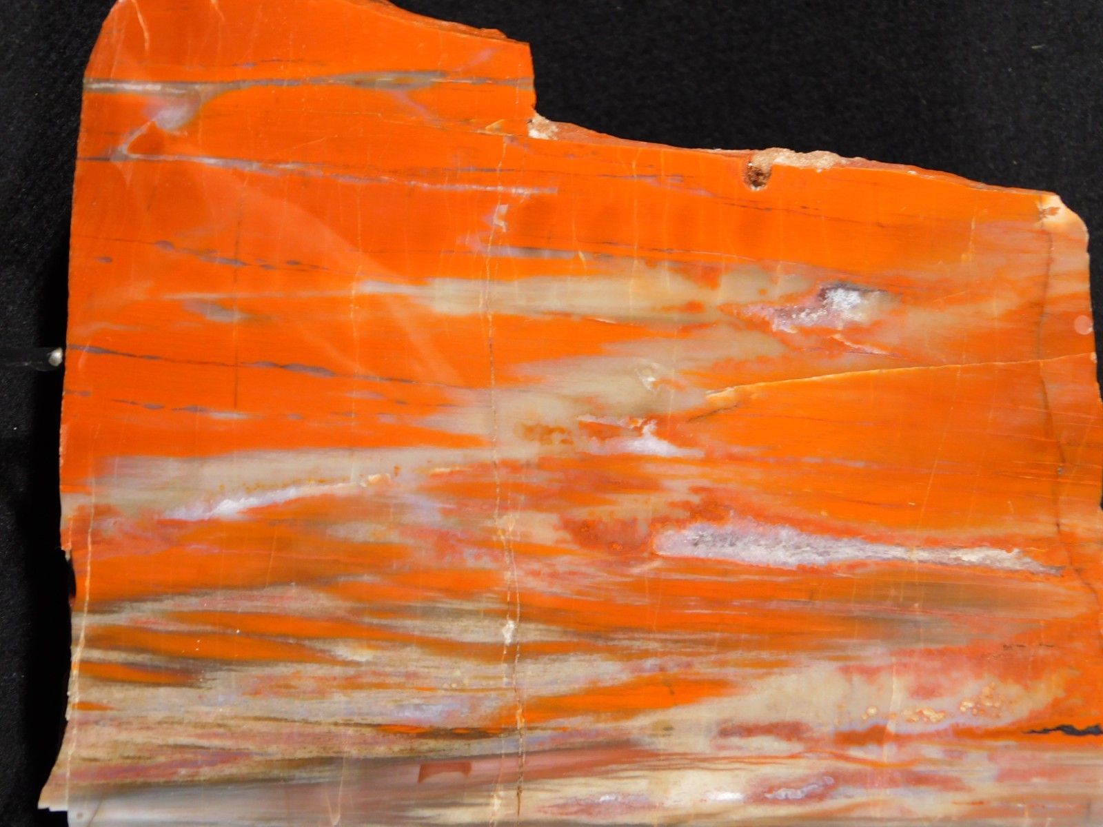 Big! Colorful Polished Petrified WOOD RAINBOW Fossil Slab Arizona 1393gr