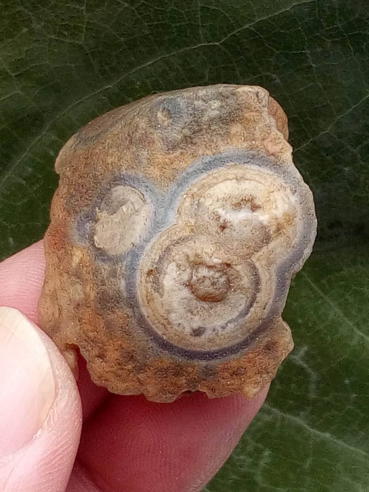 36mm Natural Gobi agate eye agate stone Suiseki-viewing collection china