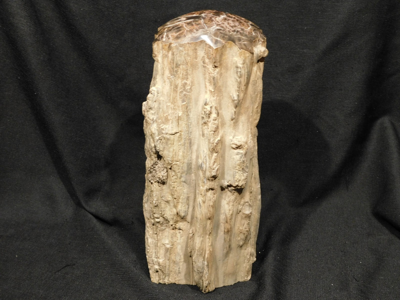 wOw! HUGE Dome Polished Petrified WOOD ROLLER Fossil Free Standing Arizona