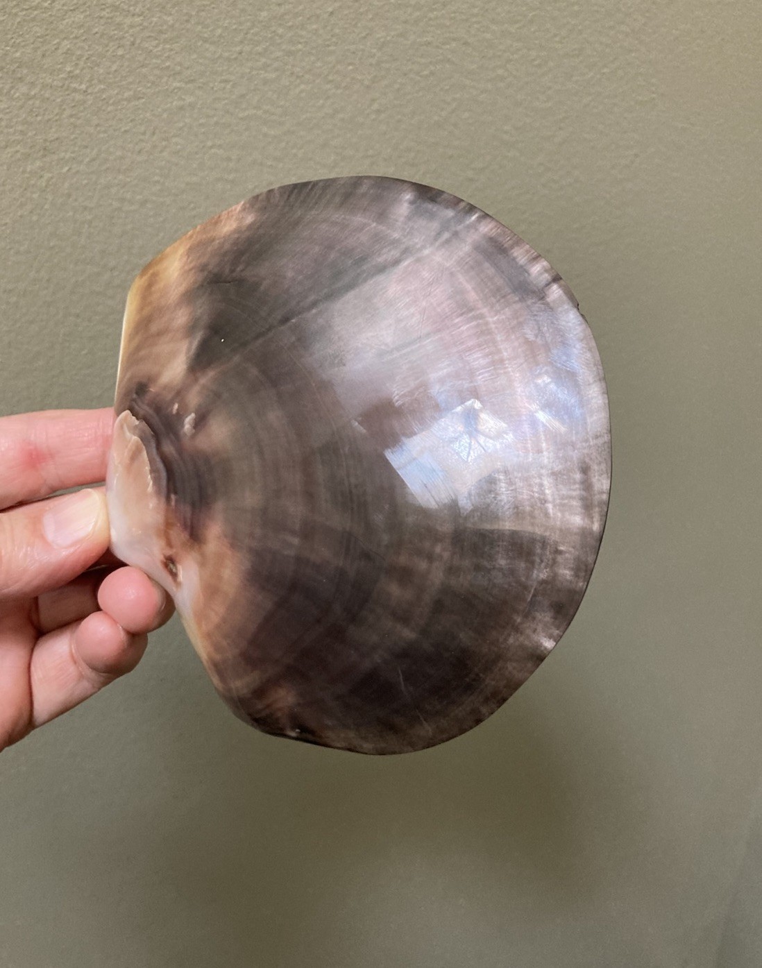 Rare Pinctafe Margaritifera , Pearl Shell, Black Lipped Pearl, 5.25” X 5”, 75 G