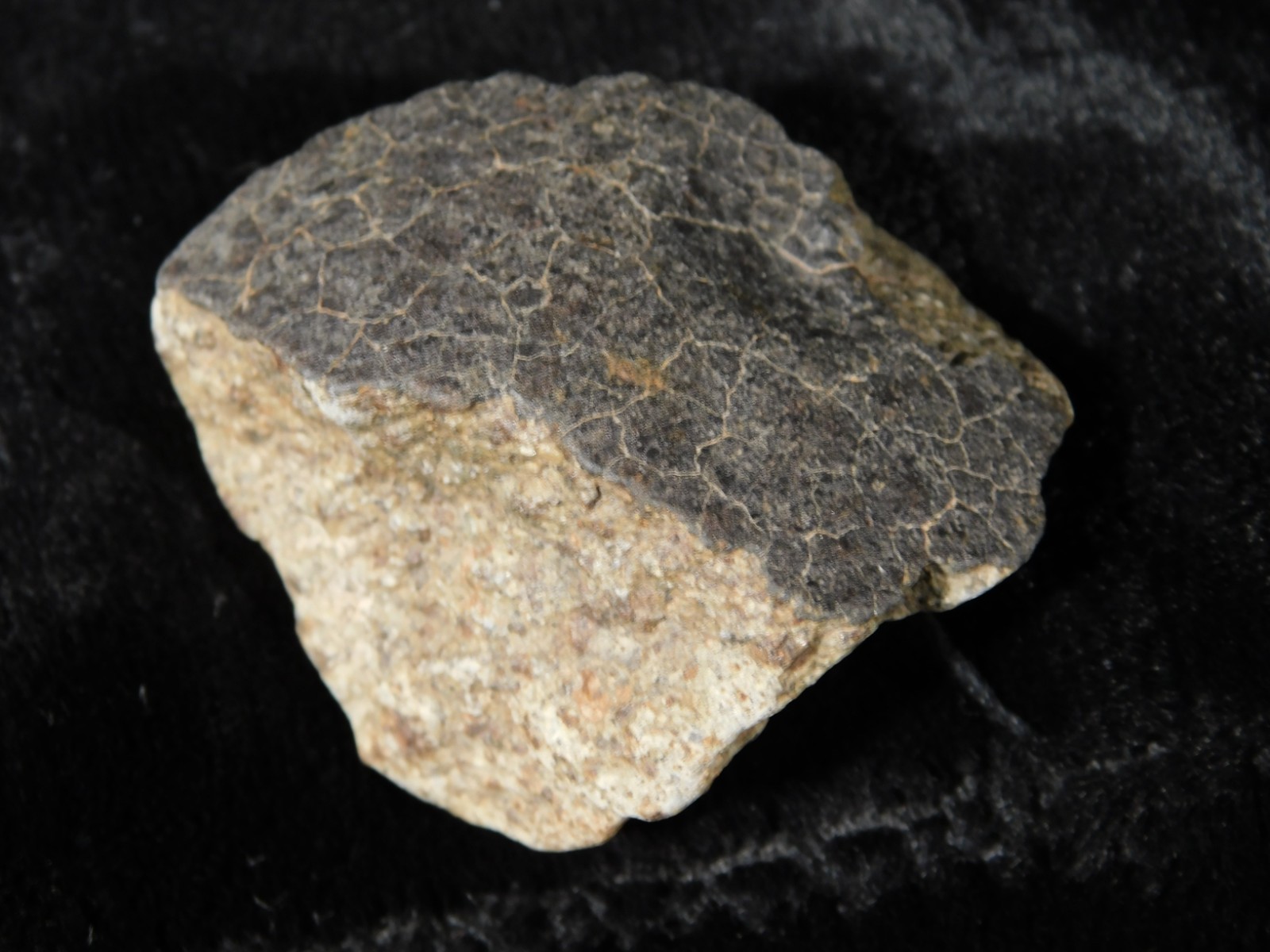 NWA 8245 METEORITE with DARK Fusion Crust & Contraction CRACKS Morocco 36.1gr