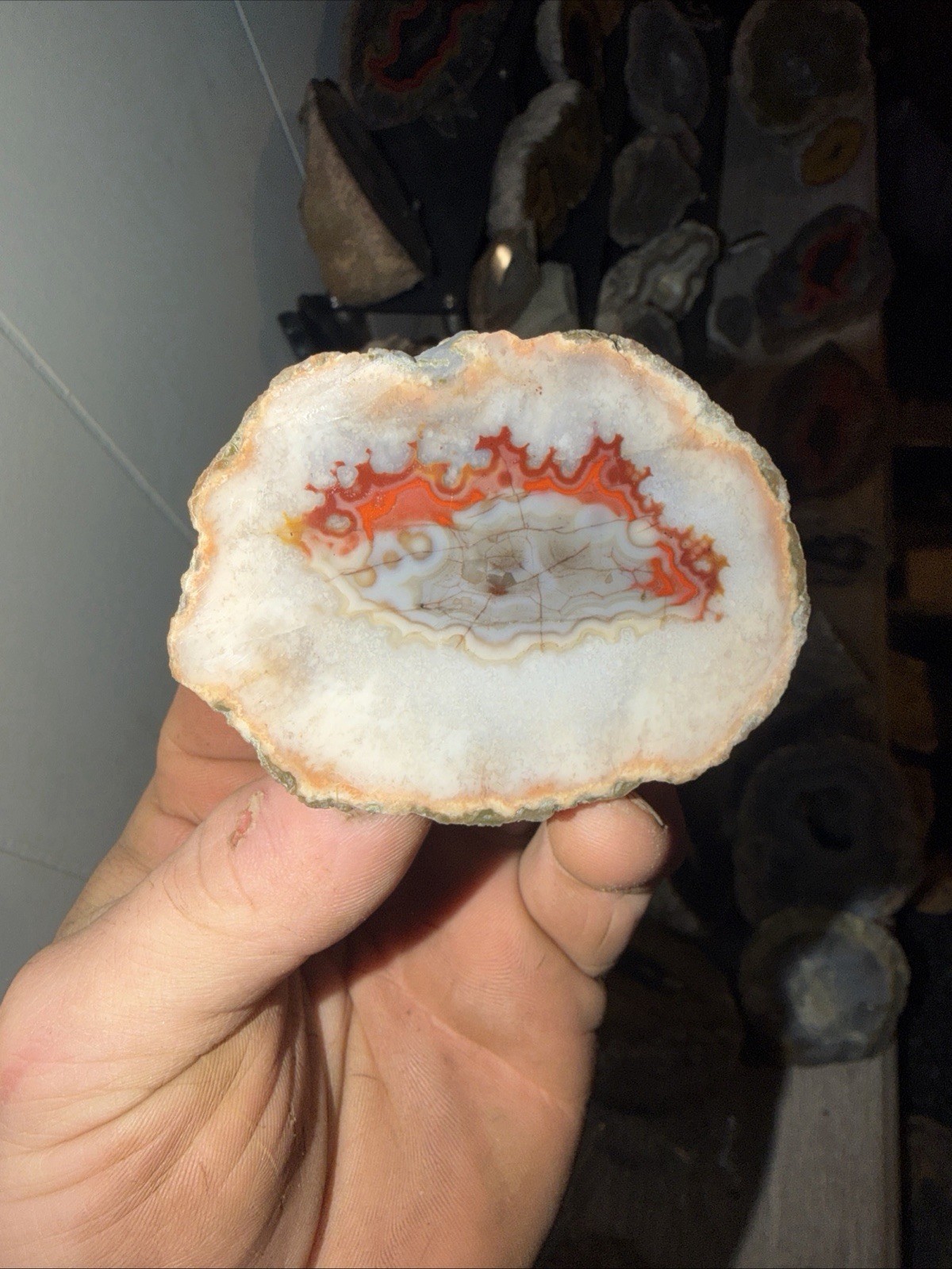 Imperial Kentucky Agate Specimen USA Red White And Blue Half Nodule Polished