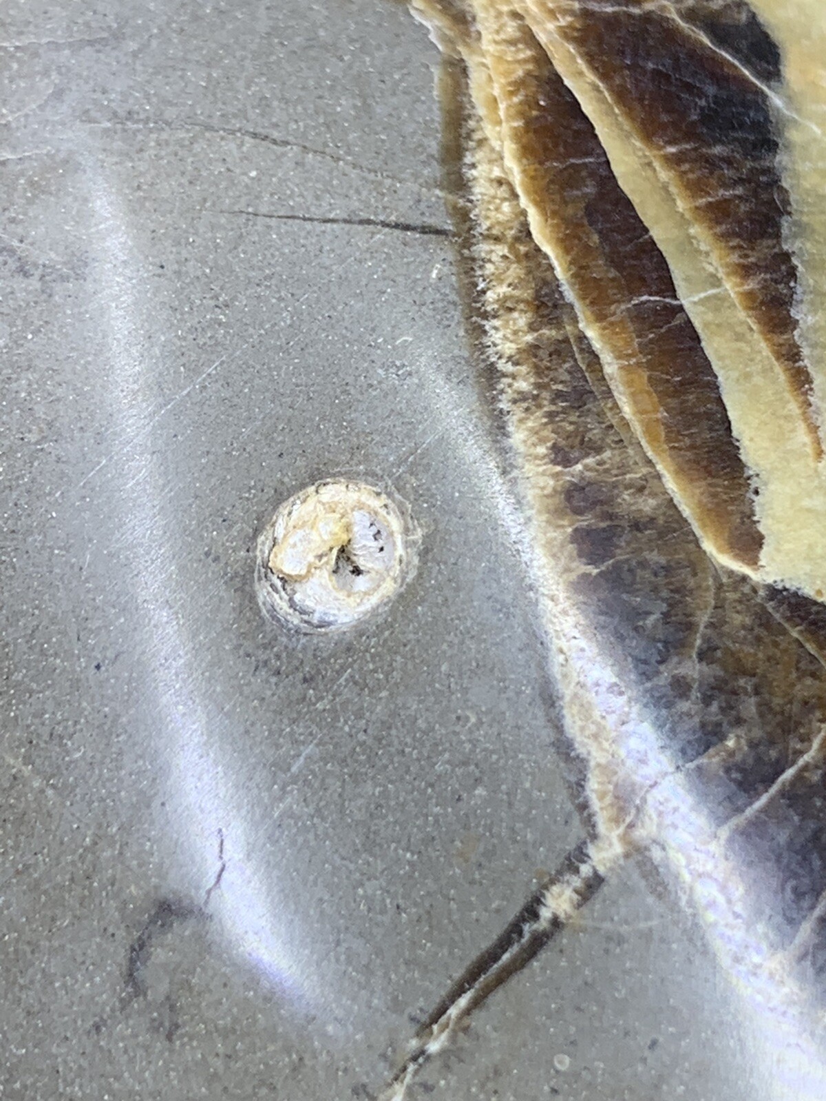 Septarian Nodule Hollow Slab ( Utah)with Stand And Description Card