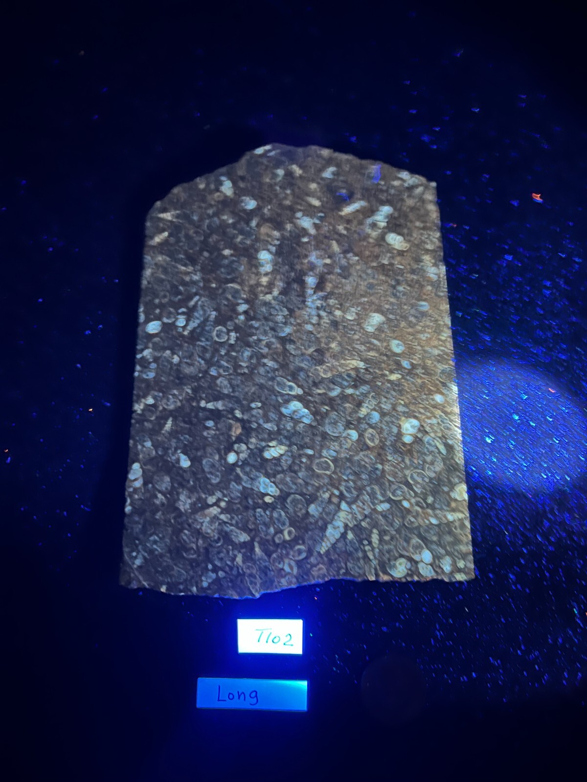 6-1/2″ x 5-1/8″ x 3/16″ Turritella Agate Display or Cabbing Fluorescent rough