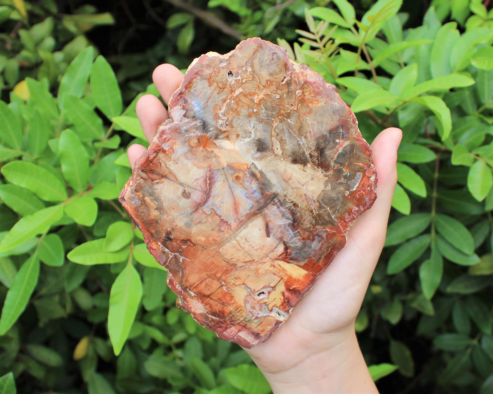 LARGE Petrified Wood Slabs 3.5 – 6″ (Fossilized Wood, Polished Petrified Wood)