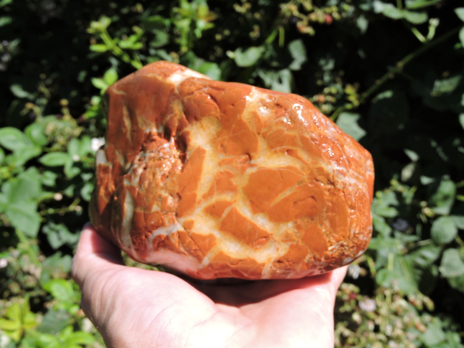 High Grade Whole OREGON Marbled Jasper Nodule (5Lb+) ORANGE Brecciated Jaspagate