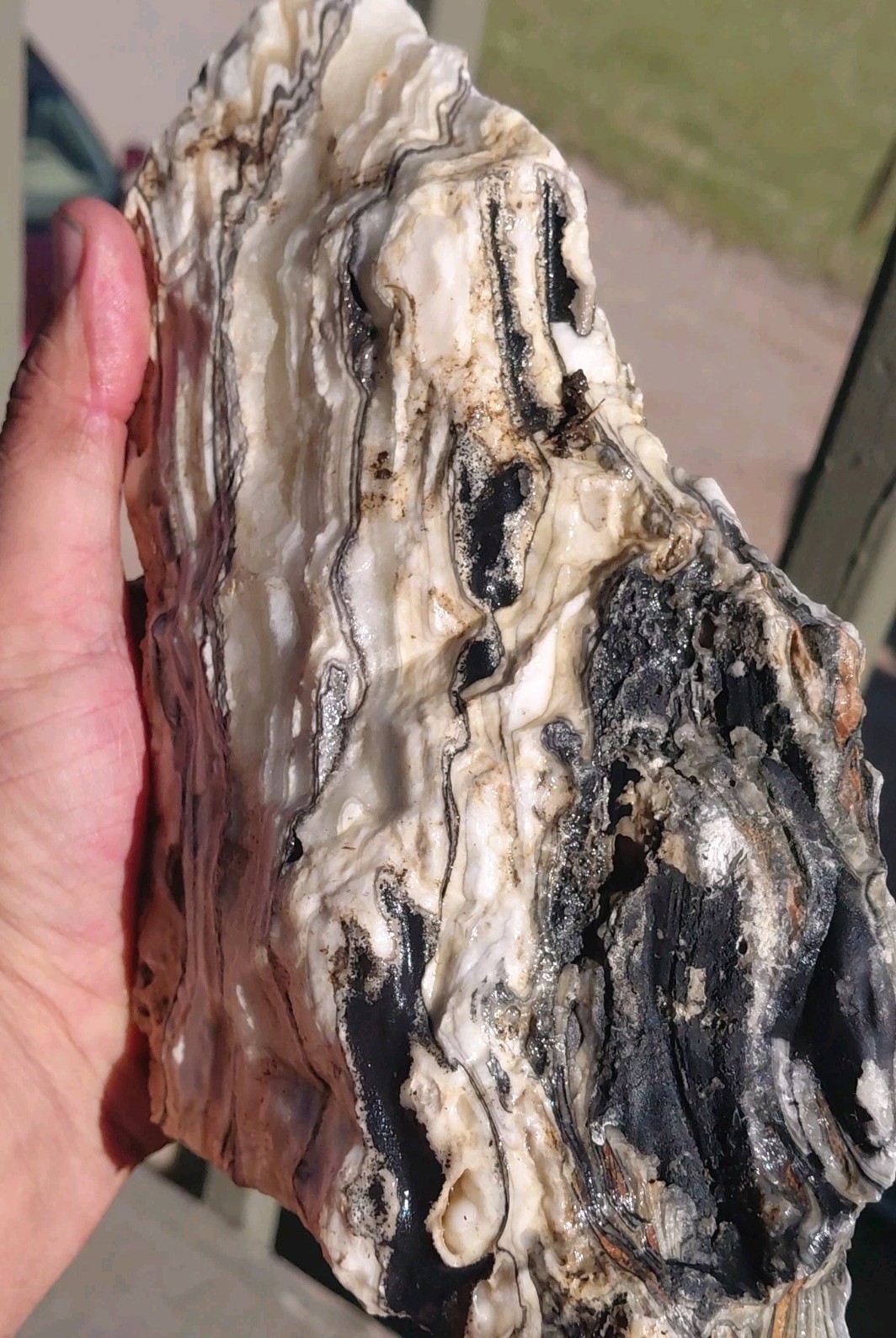 5 1/4Lb Zebra Calcite 9 1/2″×5″×2 1/2″ Display Translucent UV+ Bands A+ Slabber