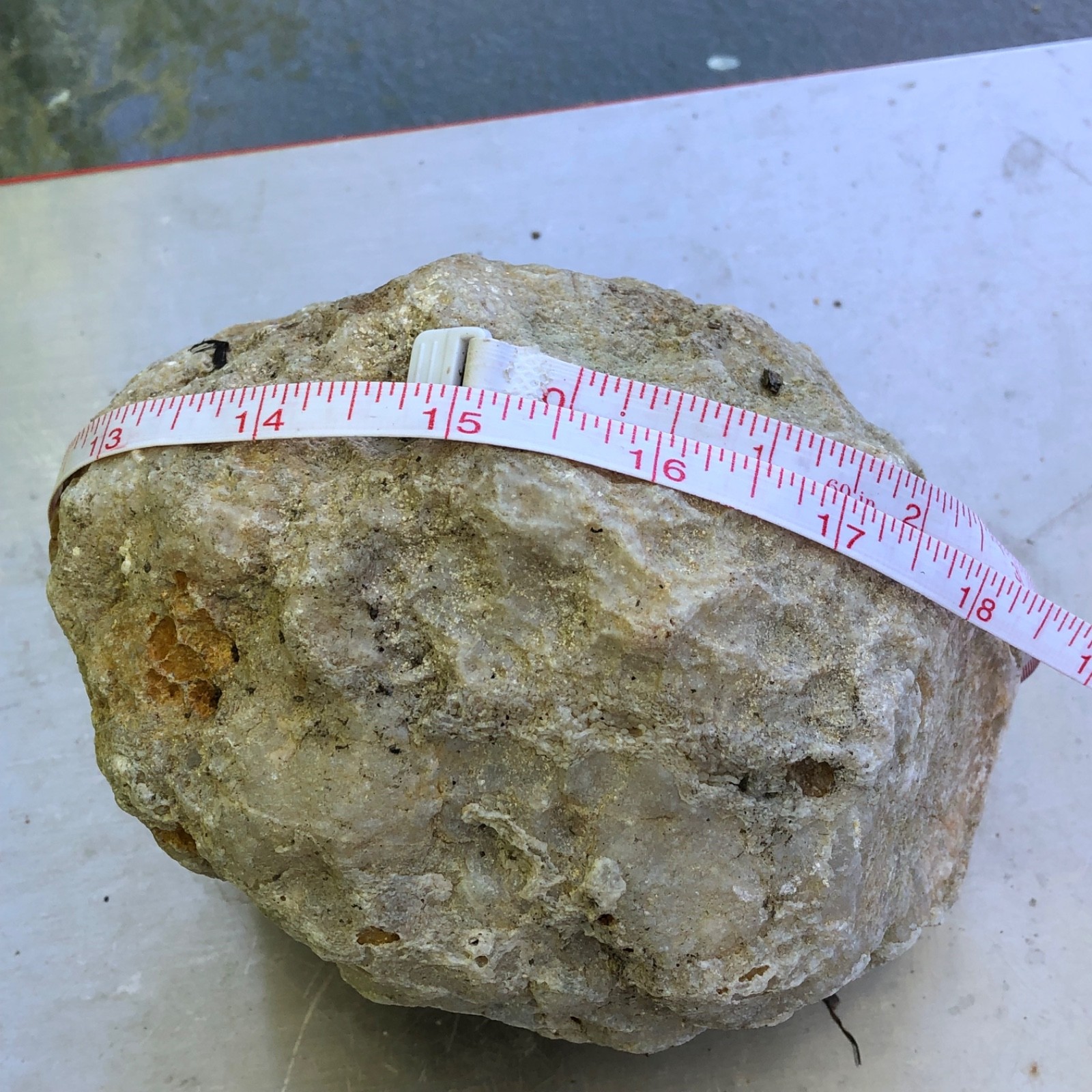 Large Natural Kentucky Geode 4.04 lb 6 in Whole Unopened Exact Mineral Specimen