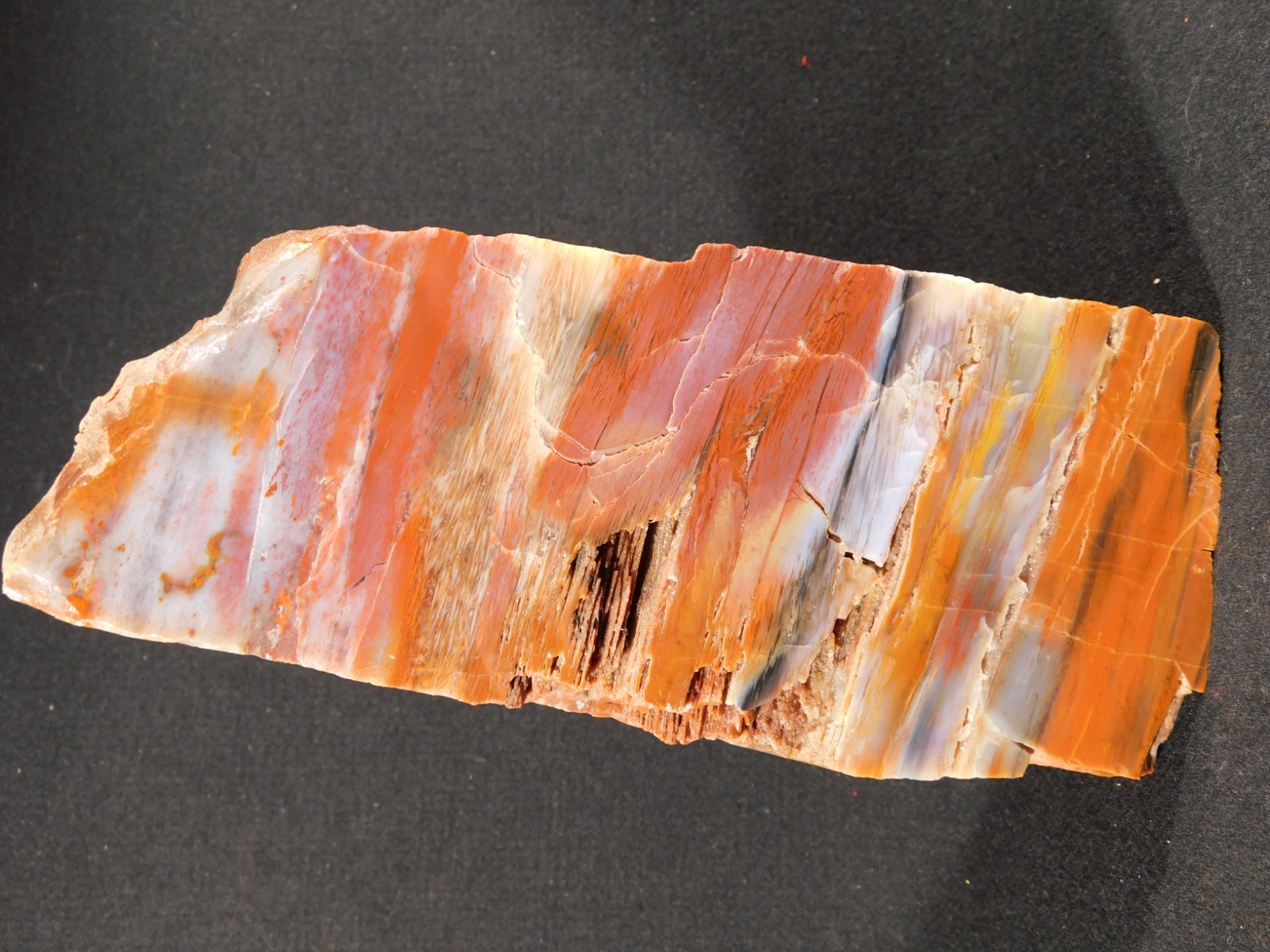 Big Free Standing Polished Deep RED Petrified RAINBOW WOOD Fossil Arizona 1791gr
