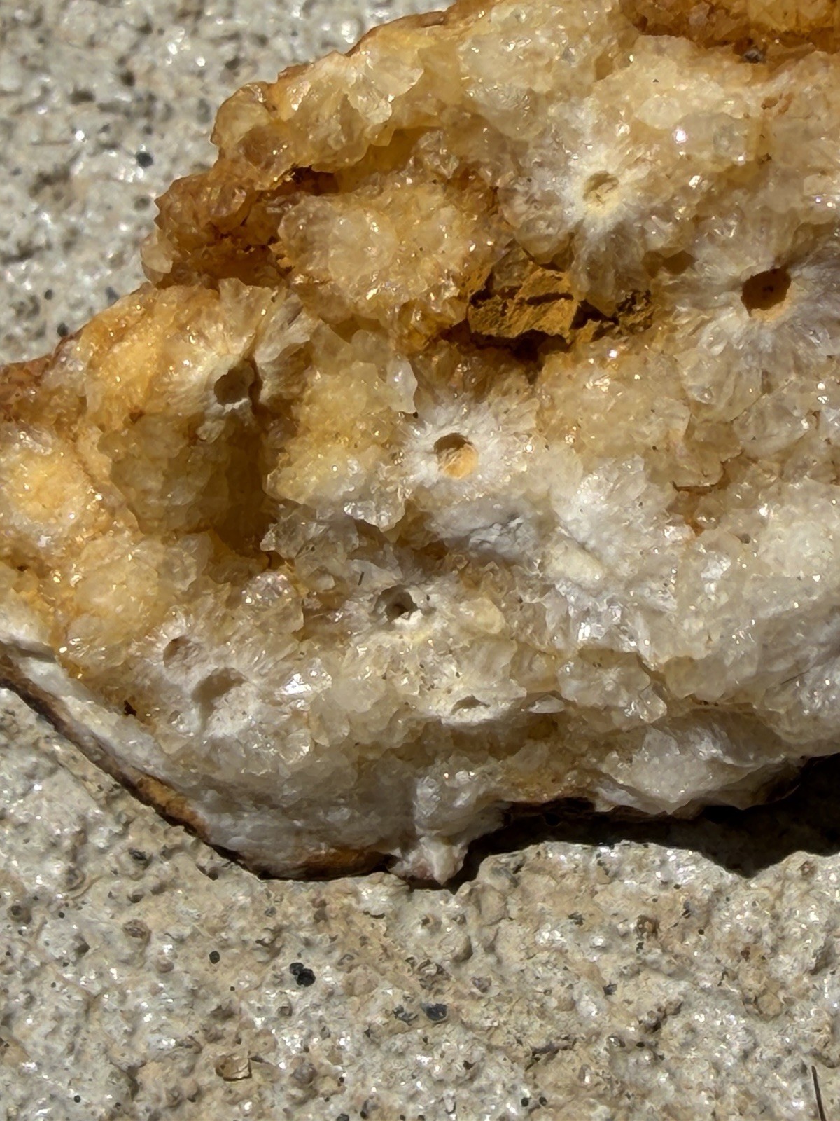 Kentucky Fossil Coral in Chalcedony/Quartz Natural Specimen – Raw Unpolished